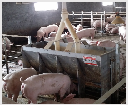 Stainless Steel Double Side Fe - Agriculture Farming And Livestock incelemesi ve fiyatı
