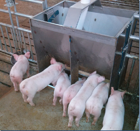 Stainless Steel Double Side Fe - Agriculture Farming And Livestock incelemesi ve fiyatı