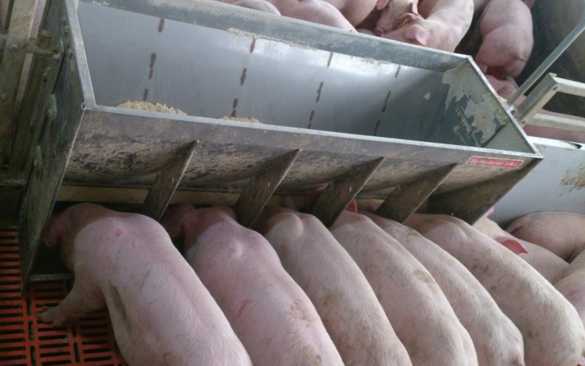 Stainless Steel Double Side Fe - Agriculture Farming And Livestock incelemesi ve fiyatı